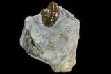 Hoploscaphites Ammonite - South Dakota #110584-1